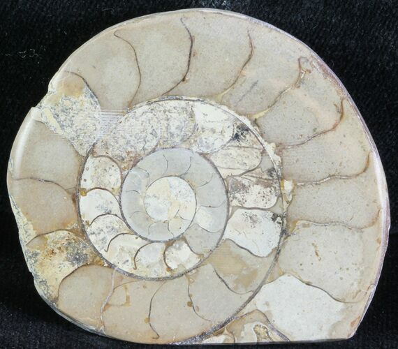 Cut and Polished Lower Jurassic Ammonite - England #62551